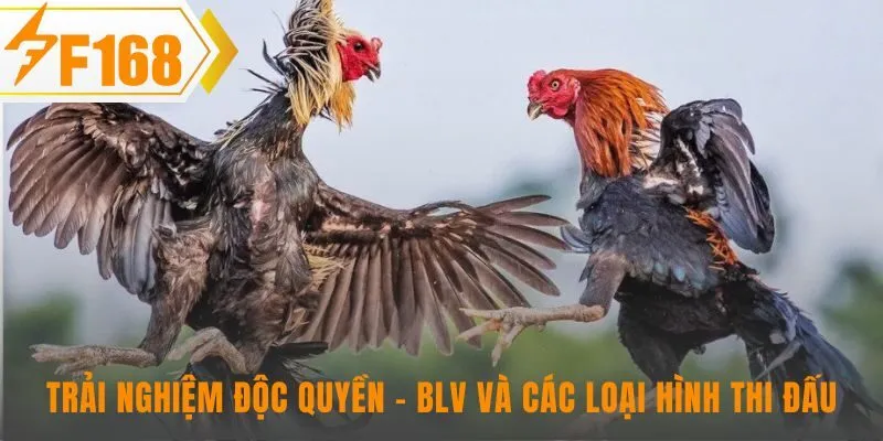 BLV phân tích chuyên sâu các trận đá gà Thomo