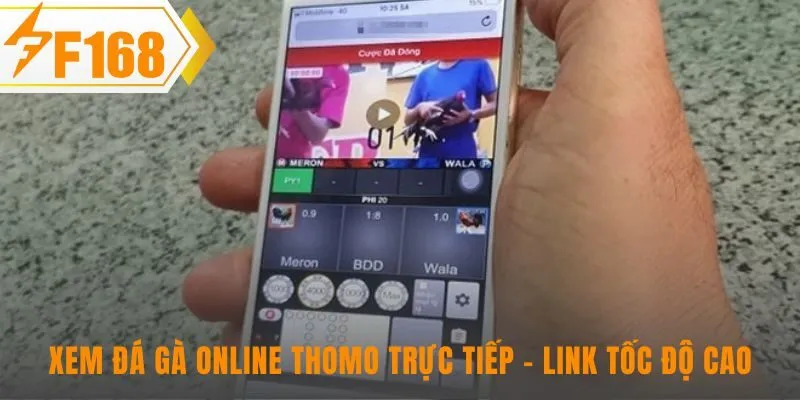 Đá gà online Thomo truyền tải sức nóng từ sới đấu danh tiếng