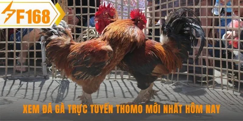 Link xem đá gà trực tuyến Thomo ổn định và cập nhật mỗi ngày